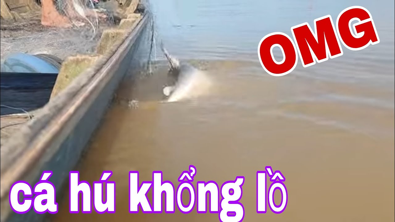 Dô Mánh Rồi Trúng Ổ Cá Hú Thu Phục Luôn Con Cá Hú Khổng Lồ Sông Tiền # SĂN BẮT ĐỒNG THÁP #