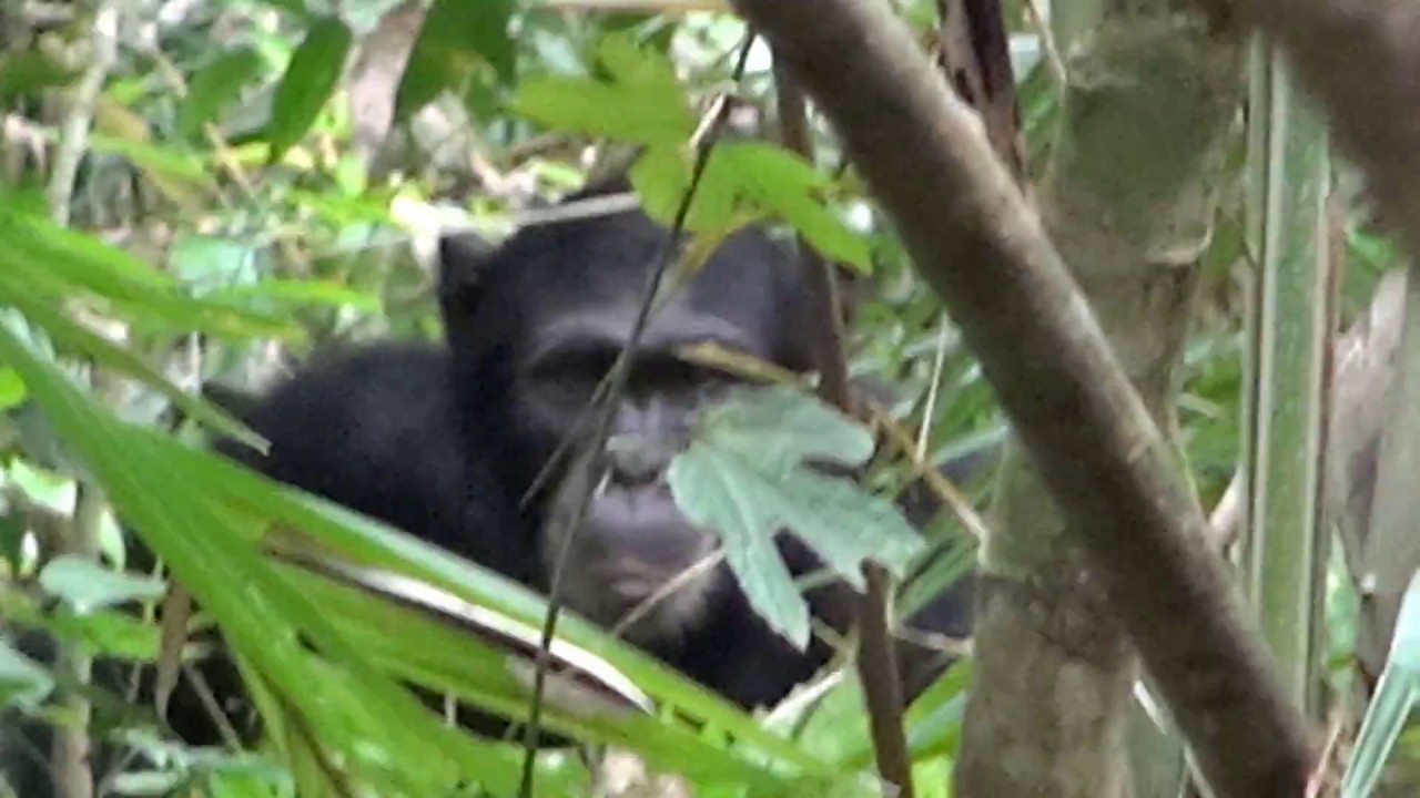 Scimpanze - Uganda Foresta Budongo -- Franco Rigotti