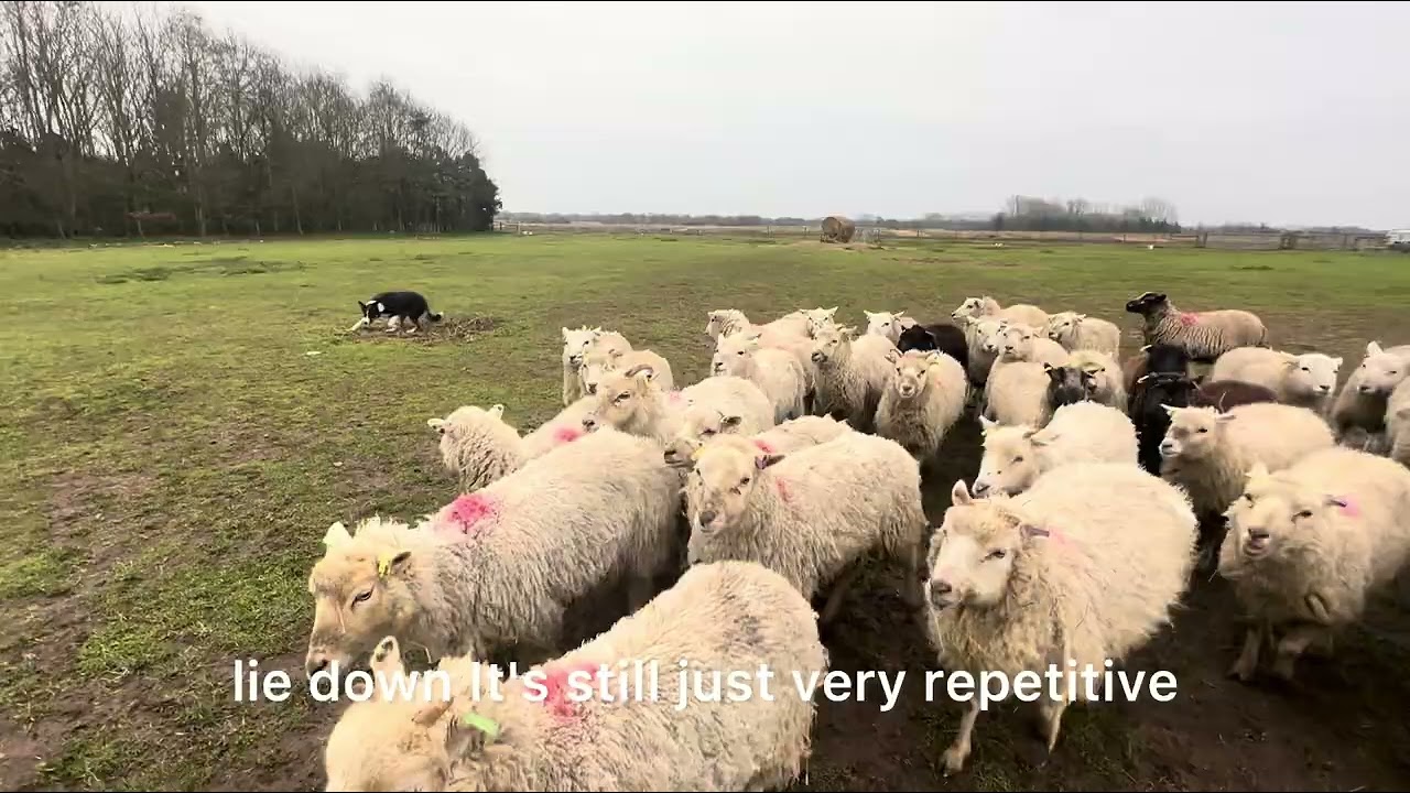 Bobs rehab. Sheepdog training. 