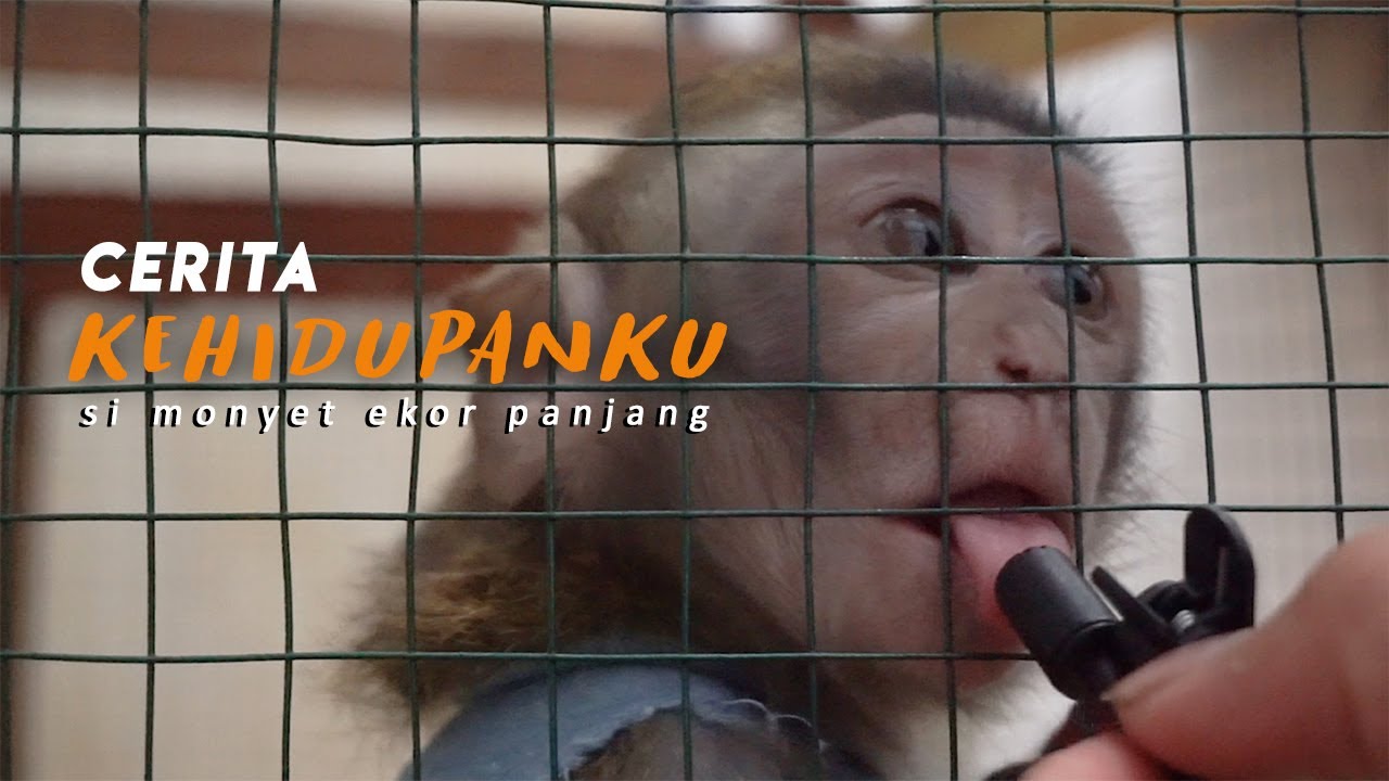 🙉 monyet jinak lucu tangannya di gigit semut !!! rutinitas setiap hari 🐒