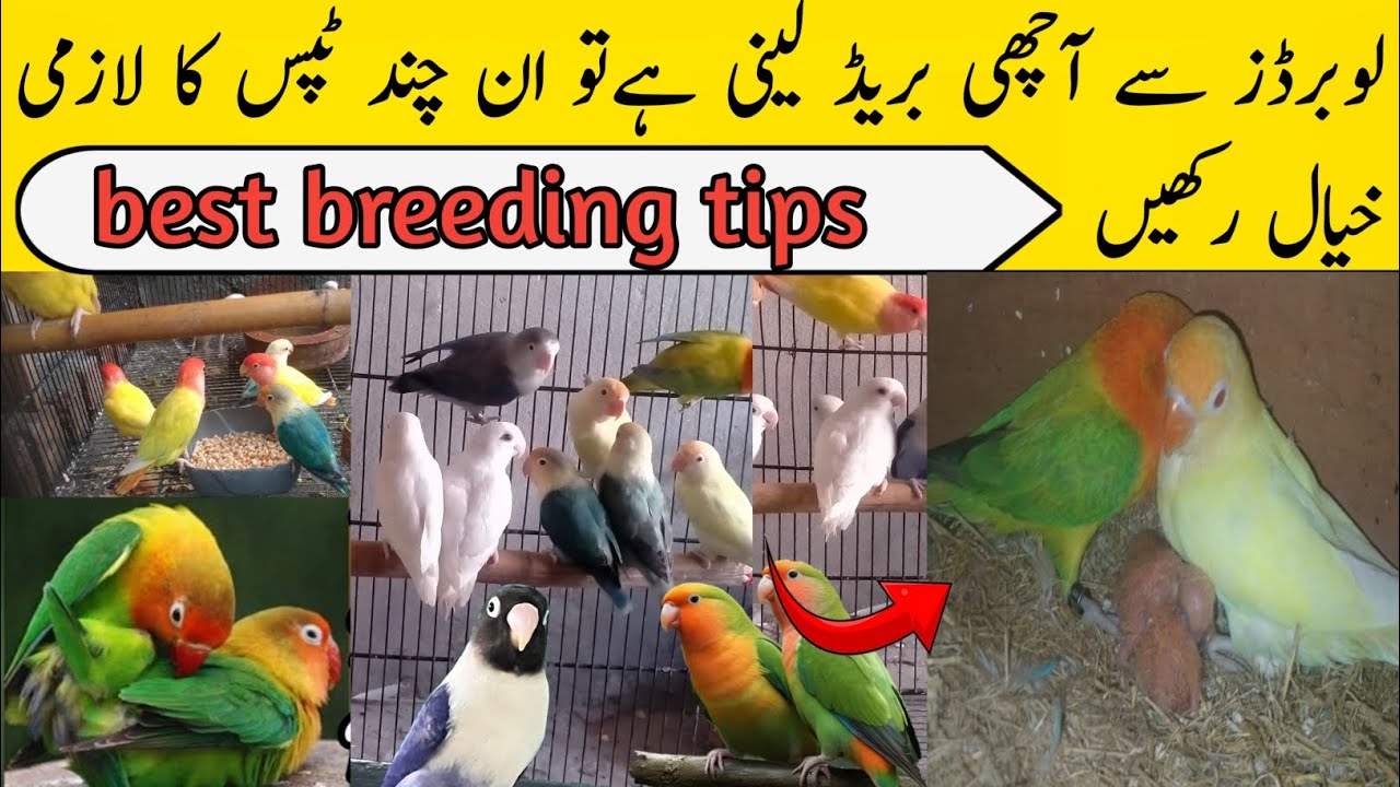 Love birds breeding and care  tips 😍love birds se jaldi breed lane ka tarika 😱