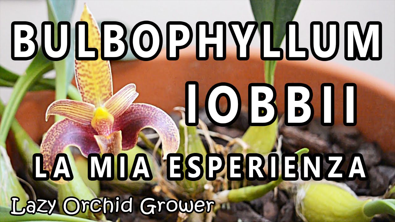 Bulbophyllum lobbii - Eng Sub
