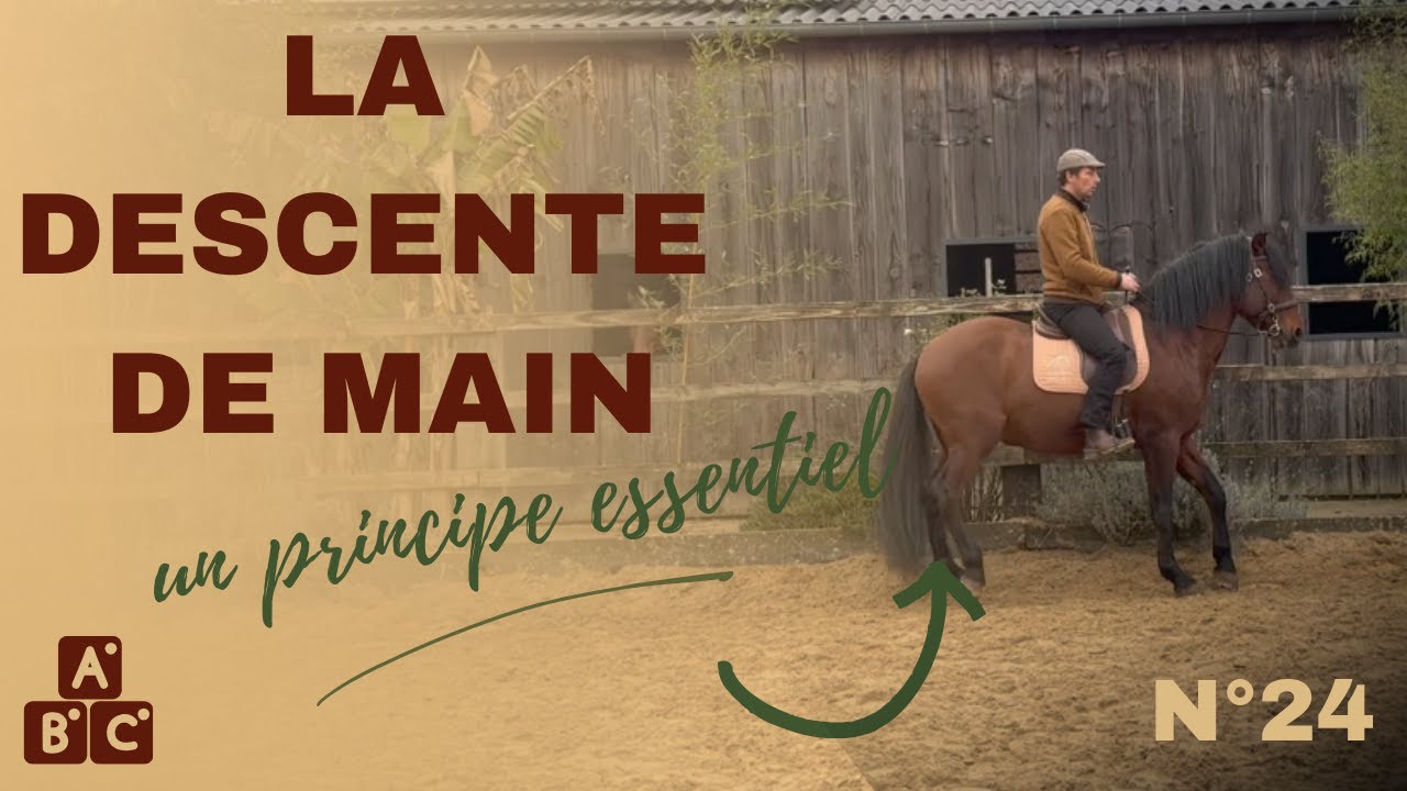 ⭐ La descente de main : cl&eacute; de l&rsquo;&eacute;quilibre et de l&rsquo;autonomie du cheval ⭐