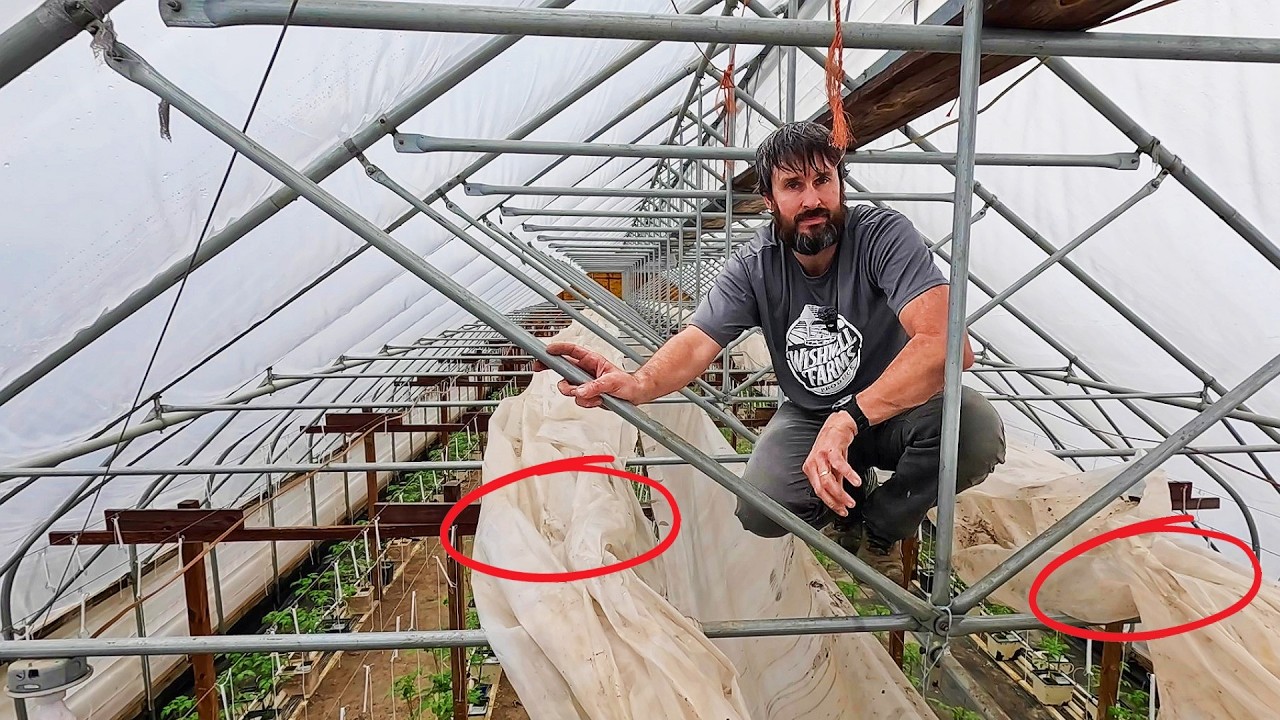 Have I Been Sabotaging My Greenhouse Tomatoes?