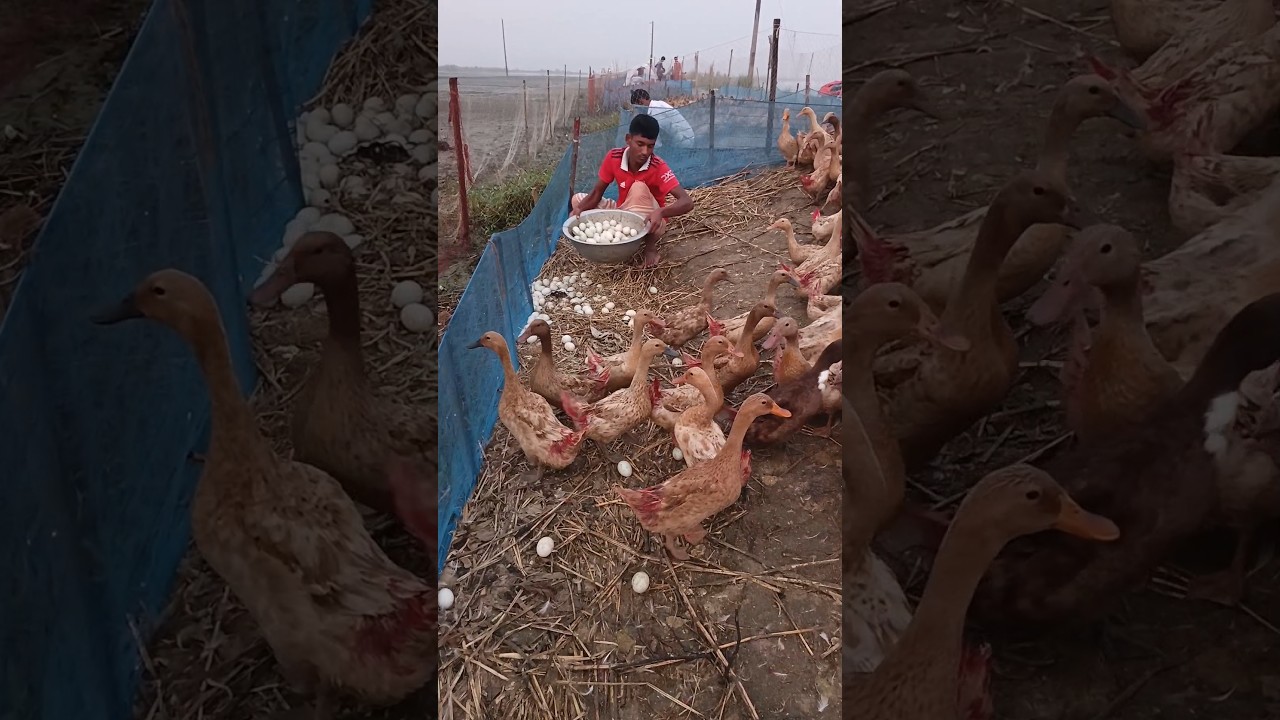 1000 duck harvest & duck farm house design #duck #harvest #house #design