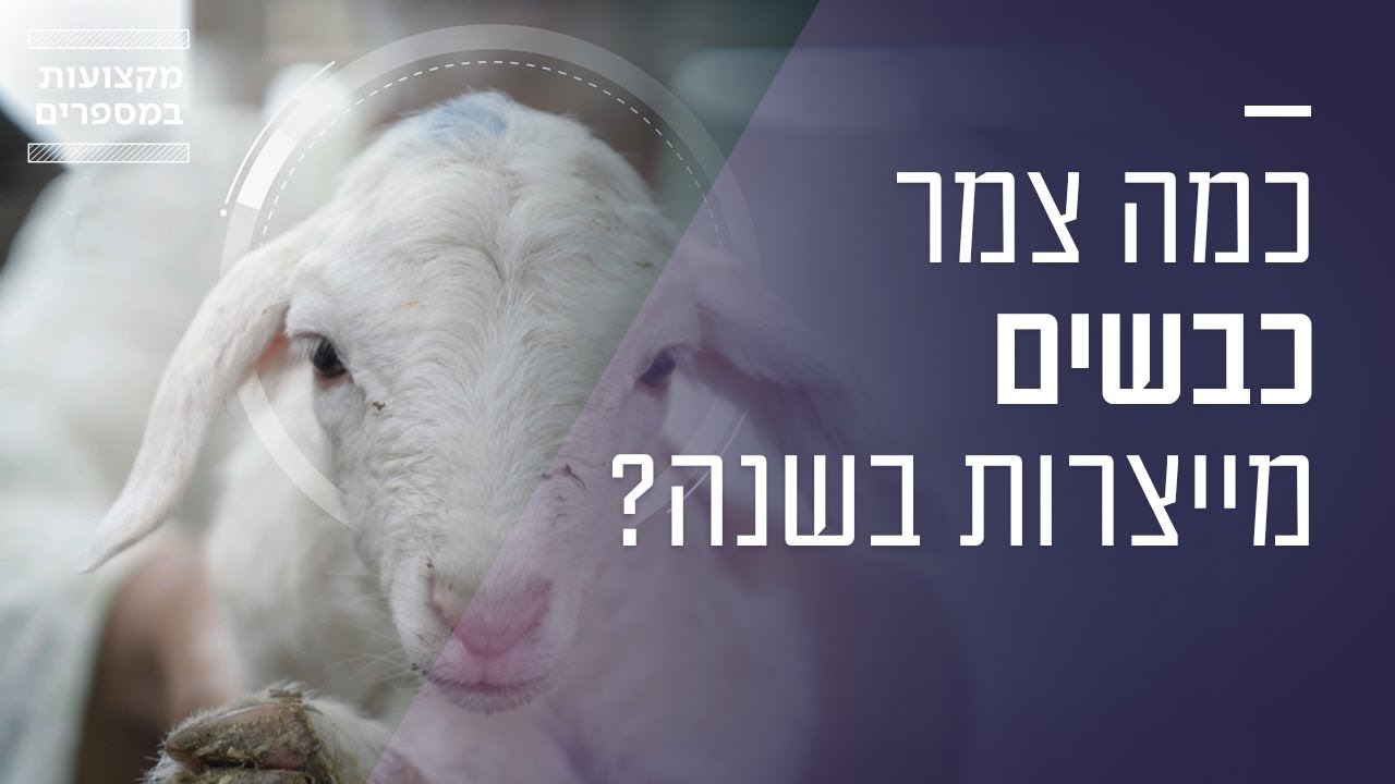איך נראה יום בחייו של רועה צאן?🐑 | מקצועות במספרים
