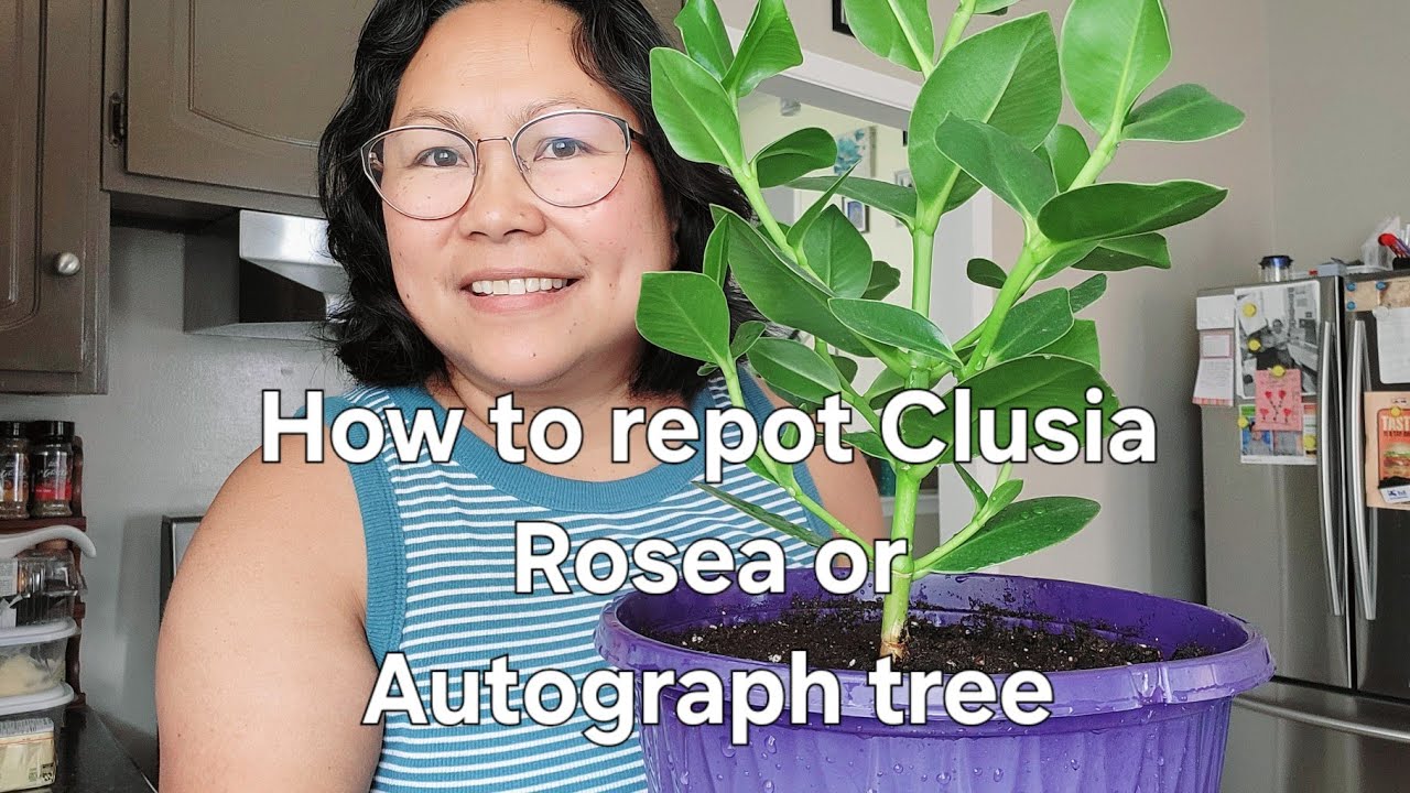 How to repot Clusia Rosea or Autograph tree.