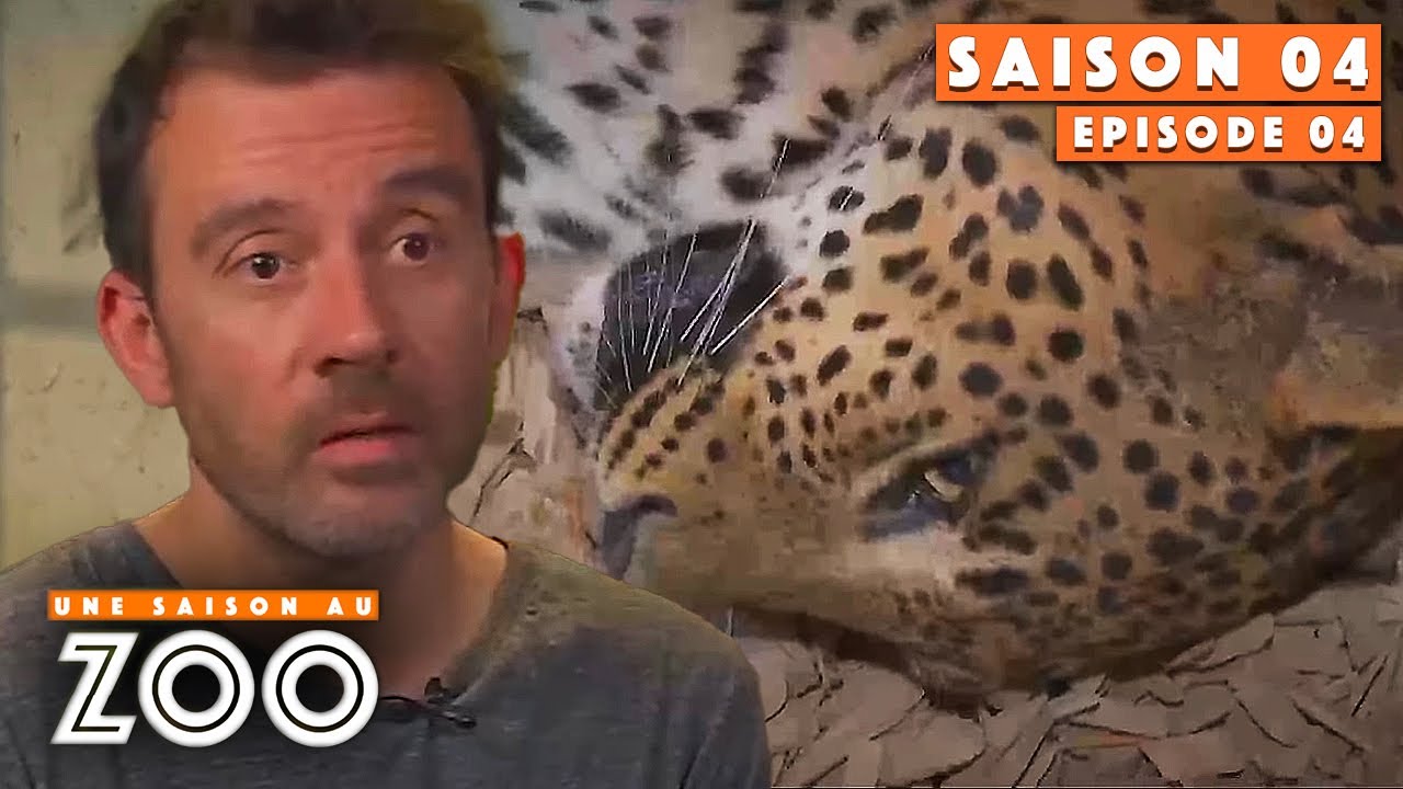 Une Panthère du Sri Lanka Majestueuse arrive au Zoo | S04EP04 | Intégrale | Une saison au zoo