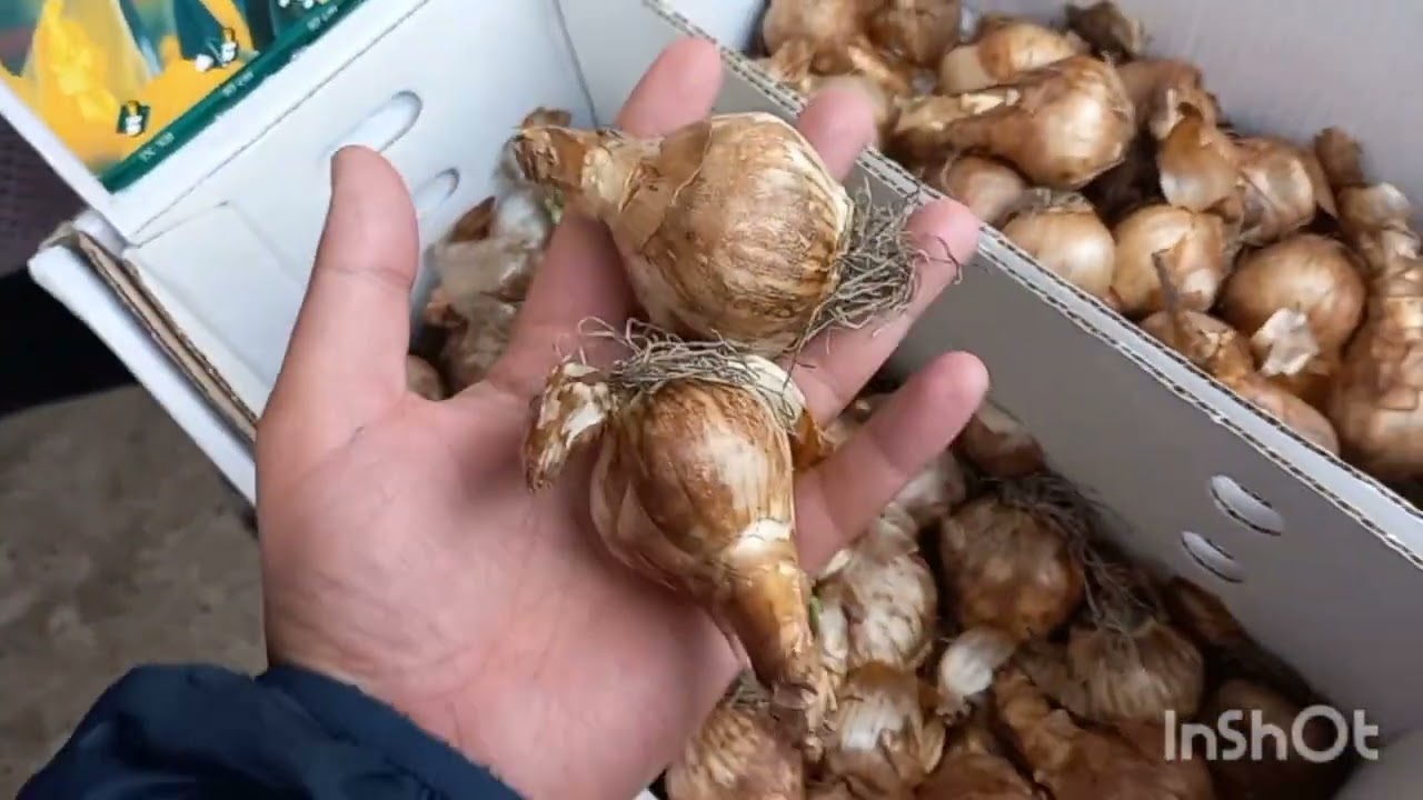 10 ФЕВРАЛЬ МУХАММАДАЛИДА ЯНГИ ГУЛ  ПИЕЗЛАРИ🪻🪻🌷🌷🪻🪻🌷🌷🪷🪷🌹🌹🌺🌺🌲🌲