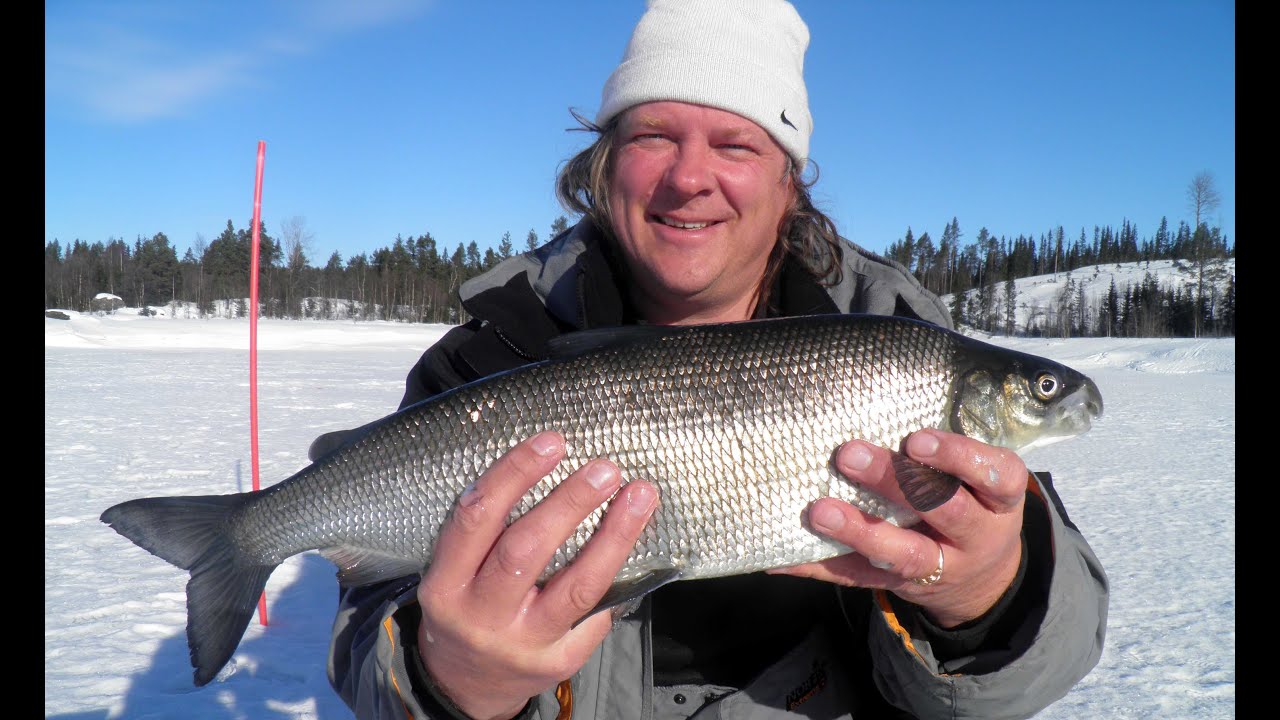 STORUMAN FISHING. Подлёдный лов рыбы в северной Швеции.