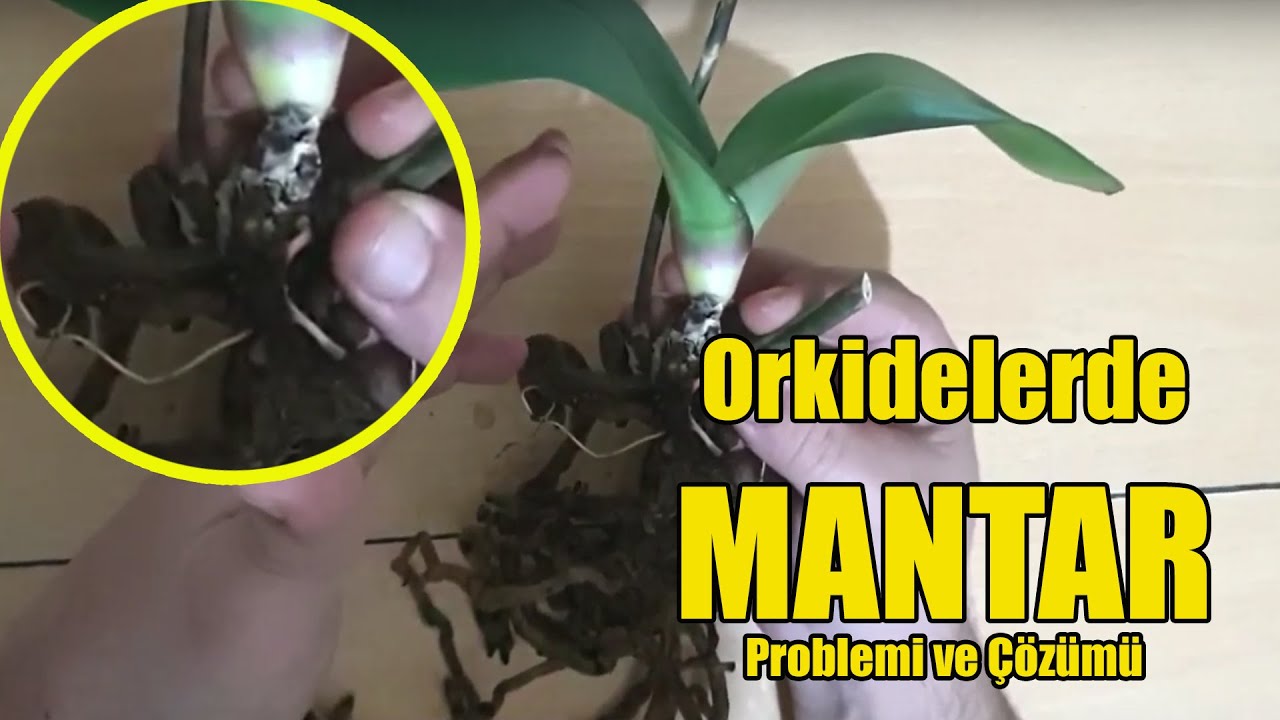 Mantarlı Orkidelere Nasıl Müdahale Edilir ? Orkide Yetiştirme ve Bakımı