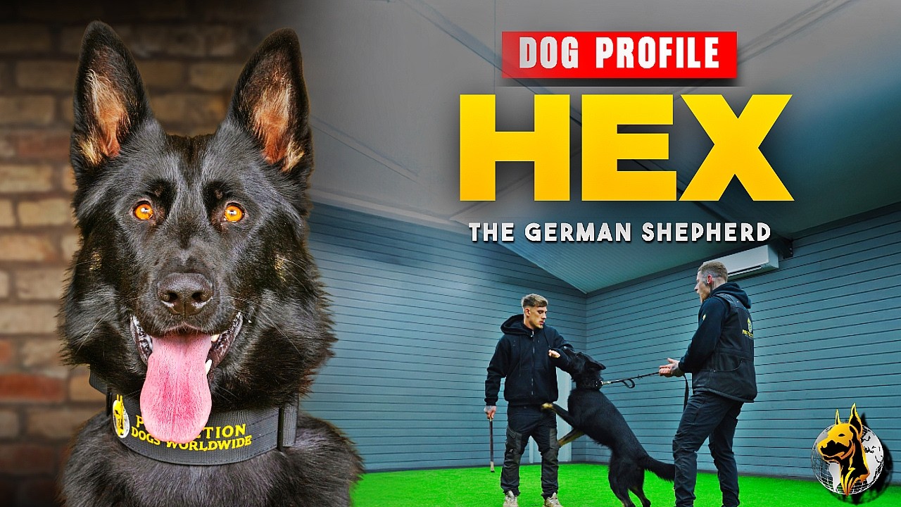 Hex The German Shepherd - Family Protection Dog