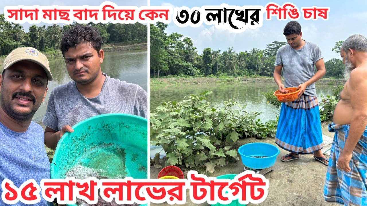 একটা পুকুরে আড়াই লাখ শিঙি চাষ করে ১৫ লাখ টাকা লাভের টার্গেট / যুগের সাথে তাল মিলিয়ে চাষের পদ্ধতি বদল
