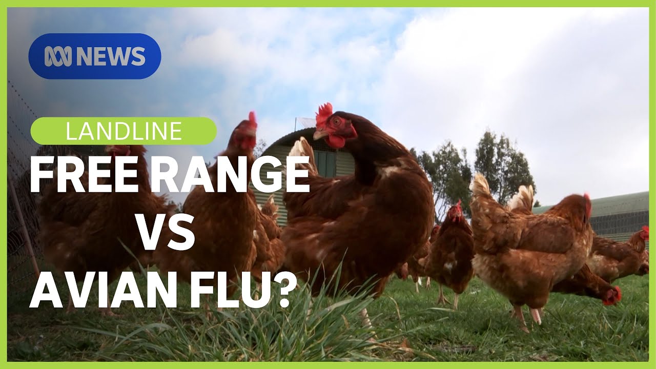 Egg Shortage: are free range egg farms partly to blame for the spread of avian influenza? | Landline