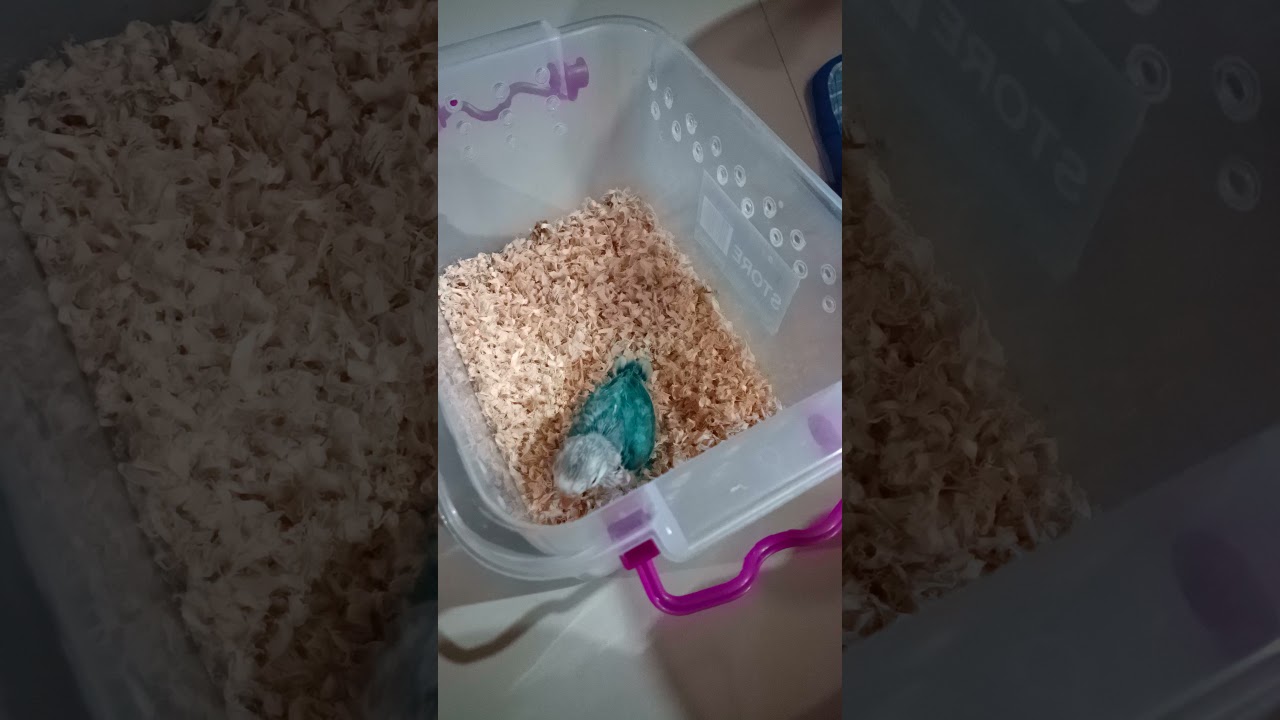 Blippi the lovebird is full and wants to go back 