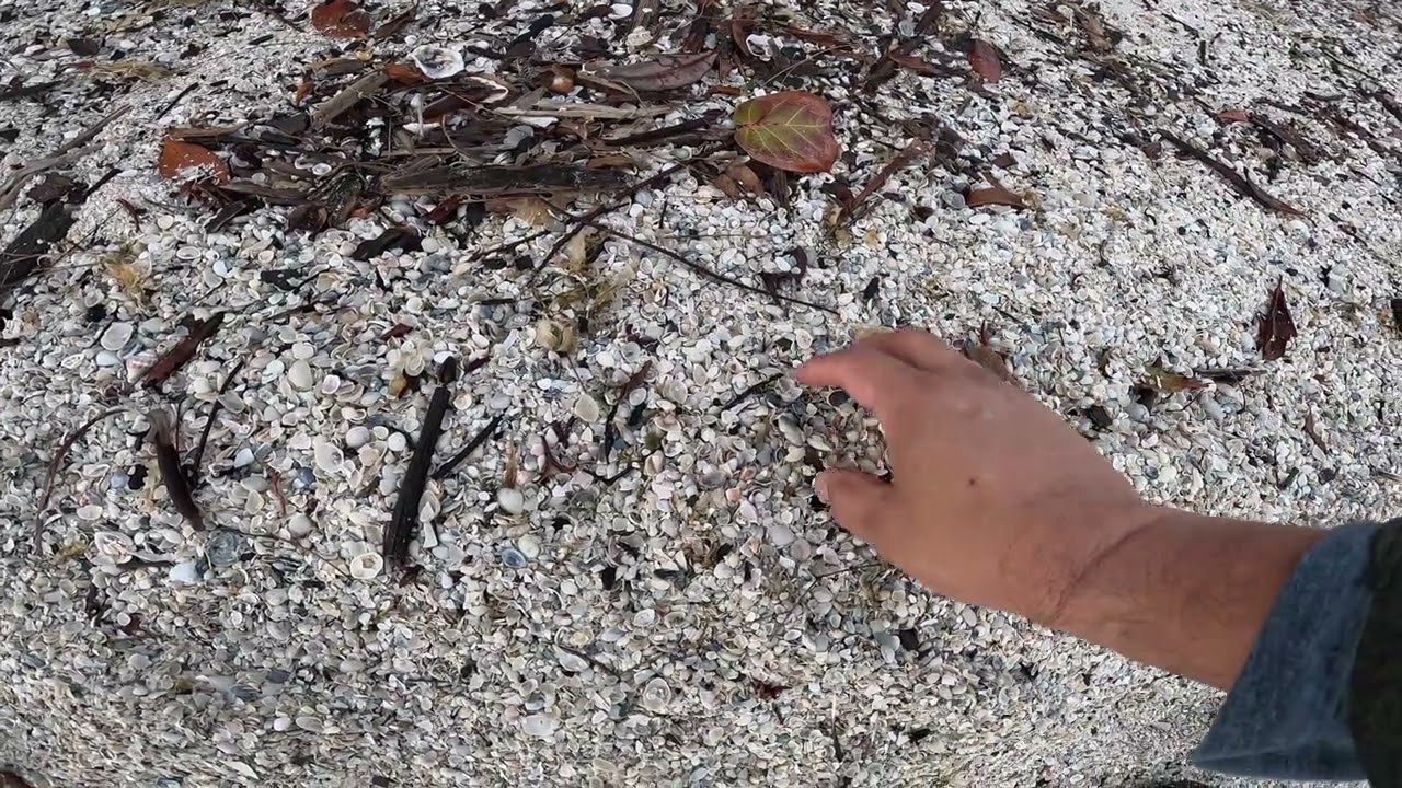Feb 11, 2026 Banana River FL mini-shelling 02