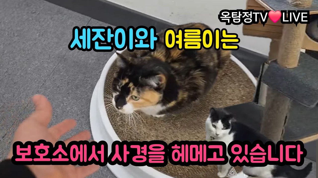 통영 고양이학교는 모든게 바뀌어야 합니다(송도바닷가)