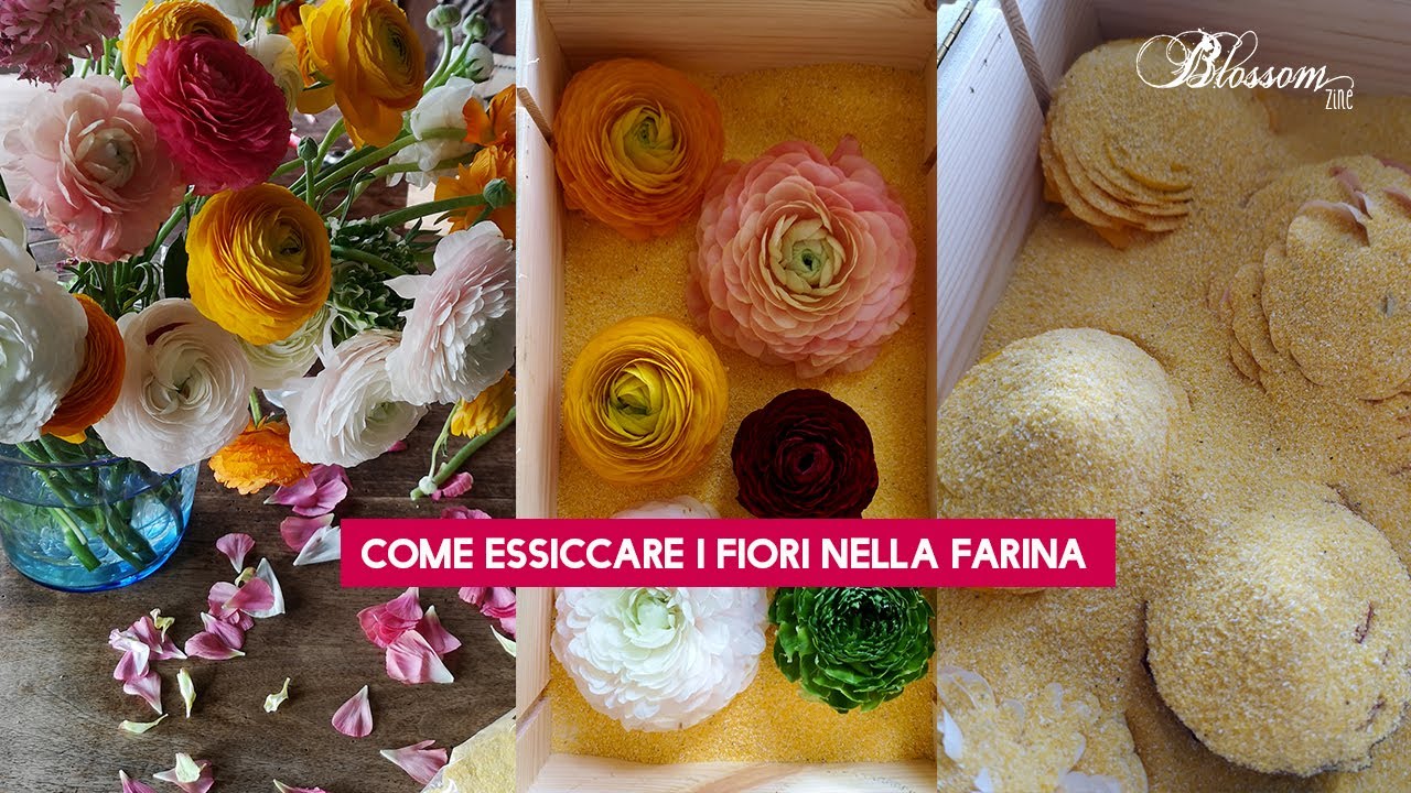 Come essiccare i fiori nella farina di mais