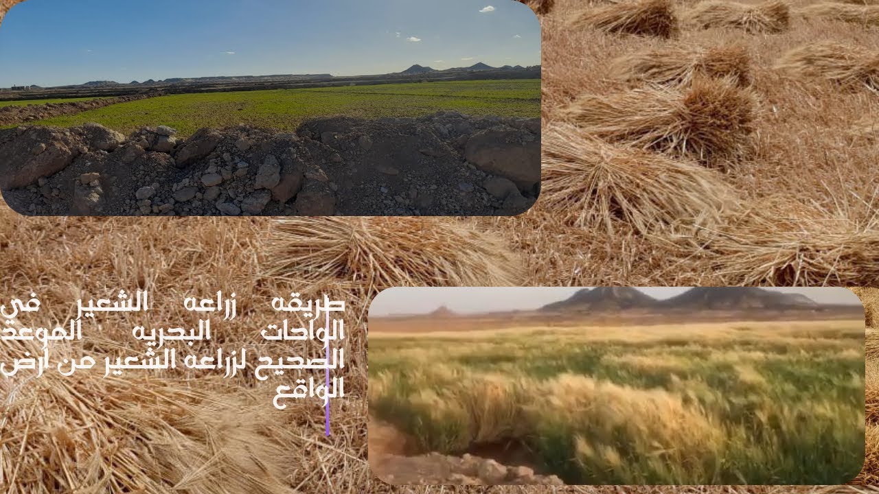 طريقة وموعد زراعة الشعير فى الواحات البحرية الطريقة الى محدش ممكن يقول لك عليها