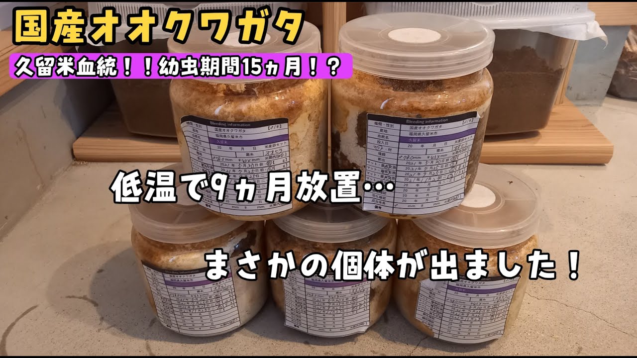 【国産オオクワガタ】低温飼育でも大丈夫？９カ月放置したボトルを開けてみたら・・・久留米血統でまさかの個体がでてきました！