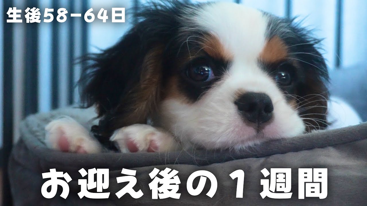 子犬をお迎えしてから１週間の成長記録【キャバリアキングチャールズスパニエル】