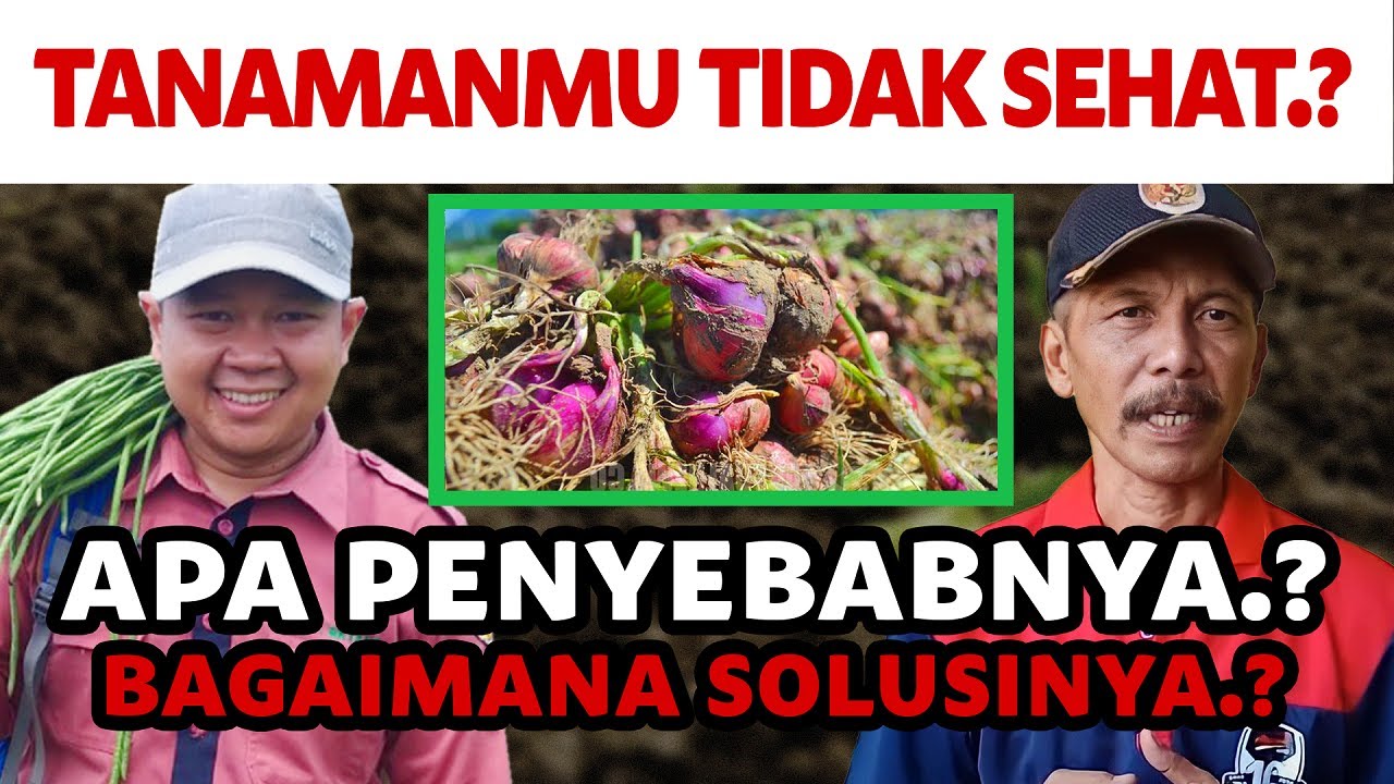WAJIB TAU.!!! RAHASIA TANAMAN SUBUR BEBAS DARI PENYAKIT | Podcasttani