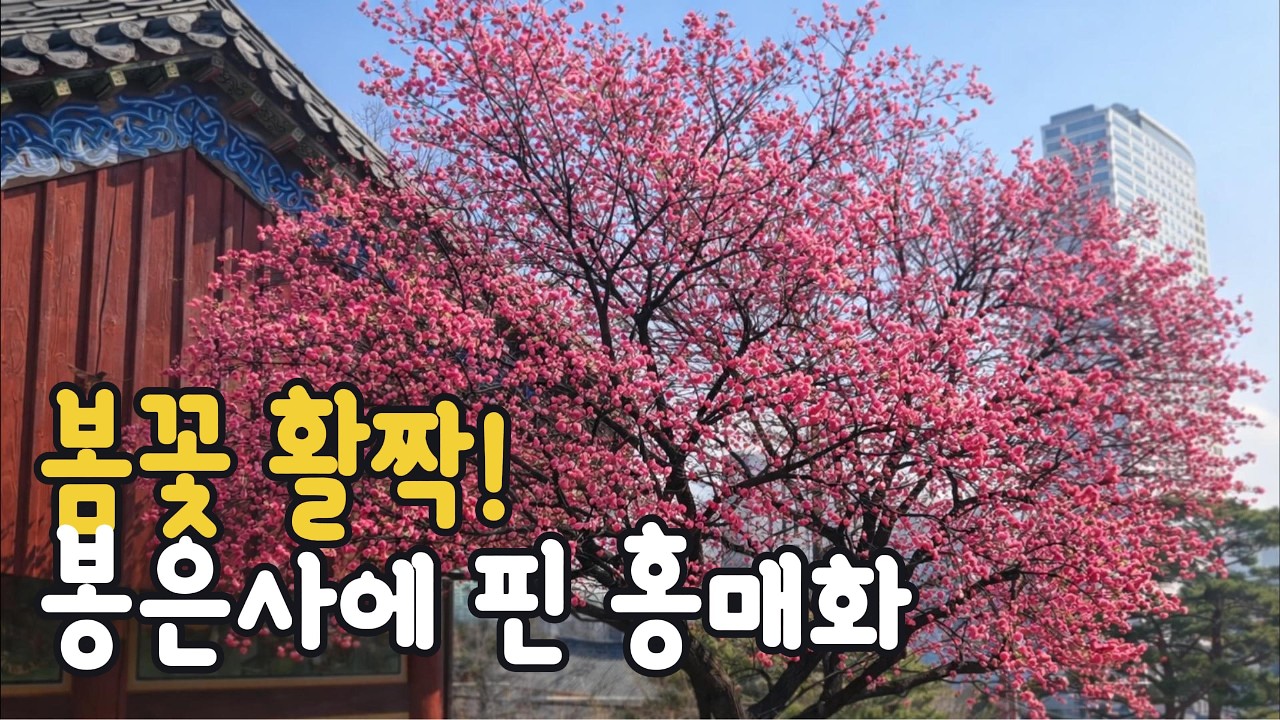 이제 봄이 시작됩니다!! 봉은사 홍매화 산책 #트레킹 #봄꽃여행 #데이트코스
