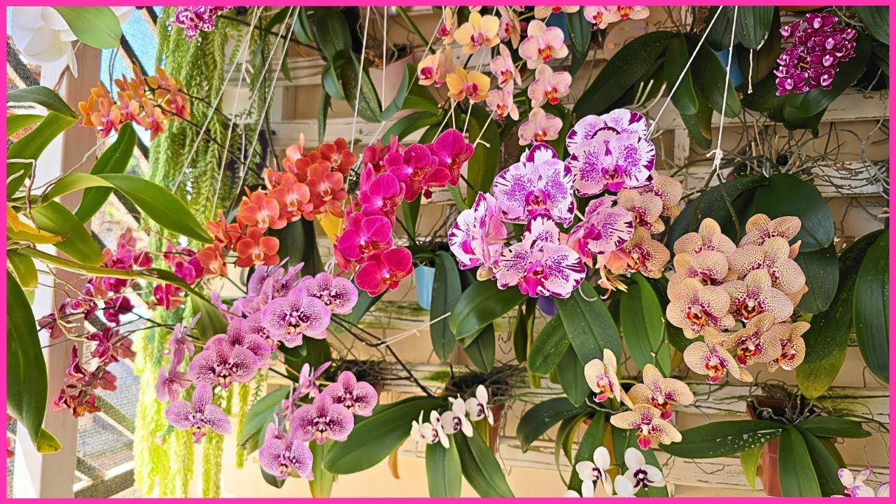 TUDO QUE VOCÊ PRECISA SABER ANTES DE CULTIVAR PHALAENOPSIS ASSIM COMO EU 🥰🌸☝️