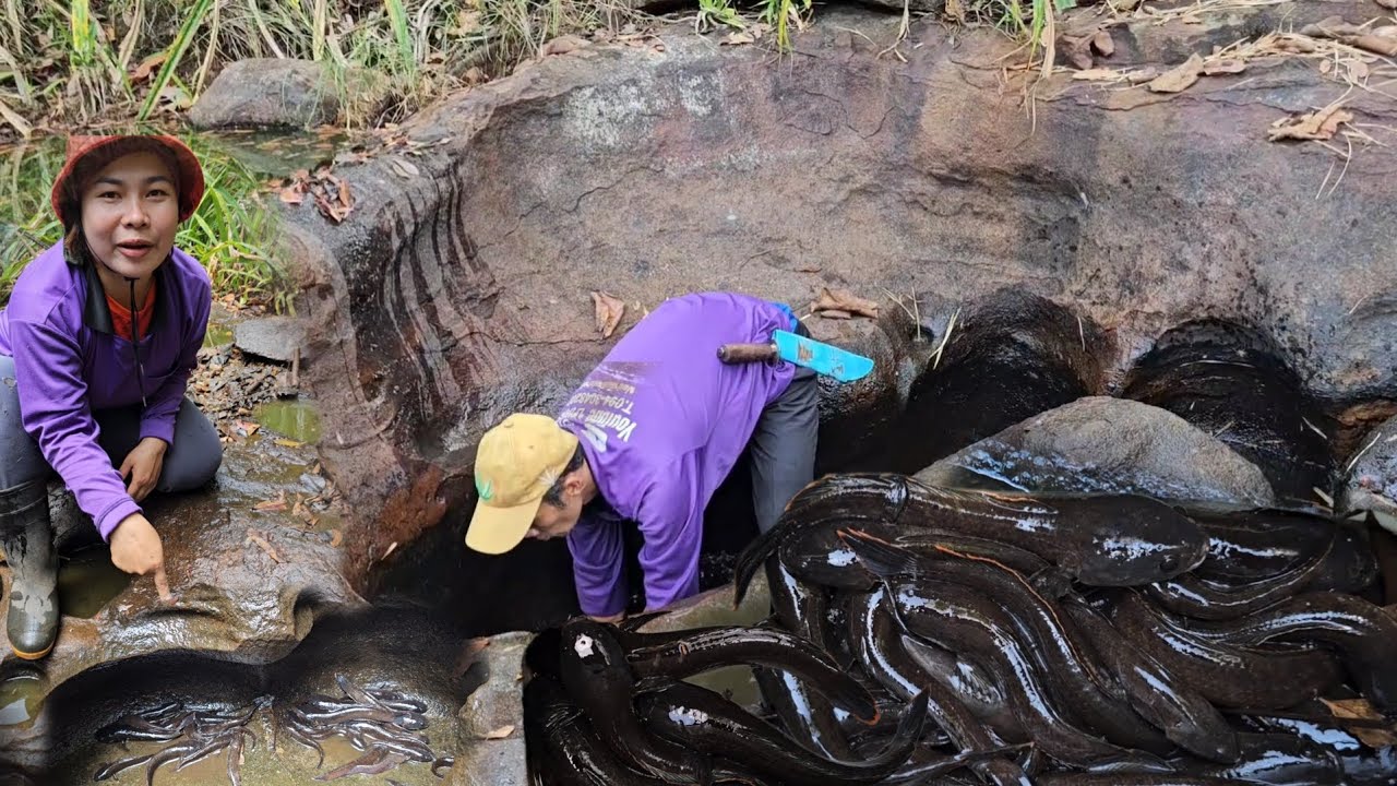 สระปลากั้งโบกหินจ้า! หาอยู่หากินหาปลาเก็บผักตามไหล่เขา​ หมานปลากั้ง​ ผักคอนแคน​ 28ก.พ.69