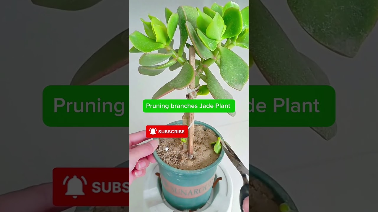pruning branches Jade plant ☘️#pruning #jadeplant