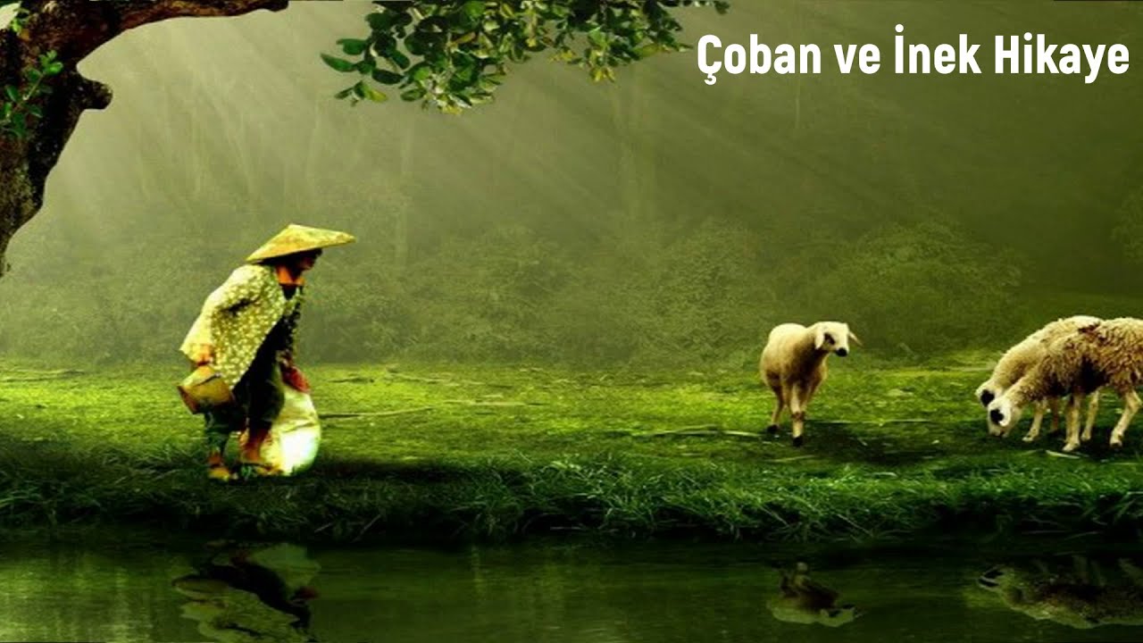 Çoban ve İnek Hikaye