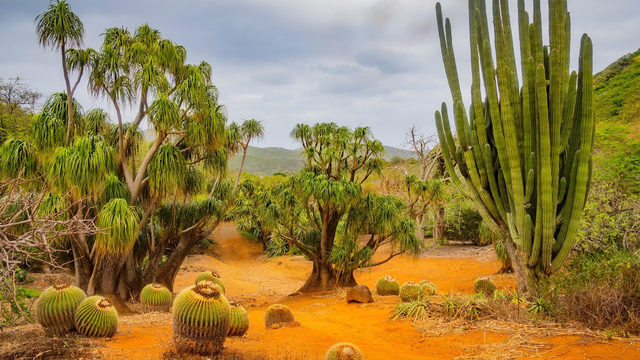Rare Cacti & Desert Plants of Koko Crater Botanical Garden | 4K HDR Cinematic Nature + Calm Music