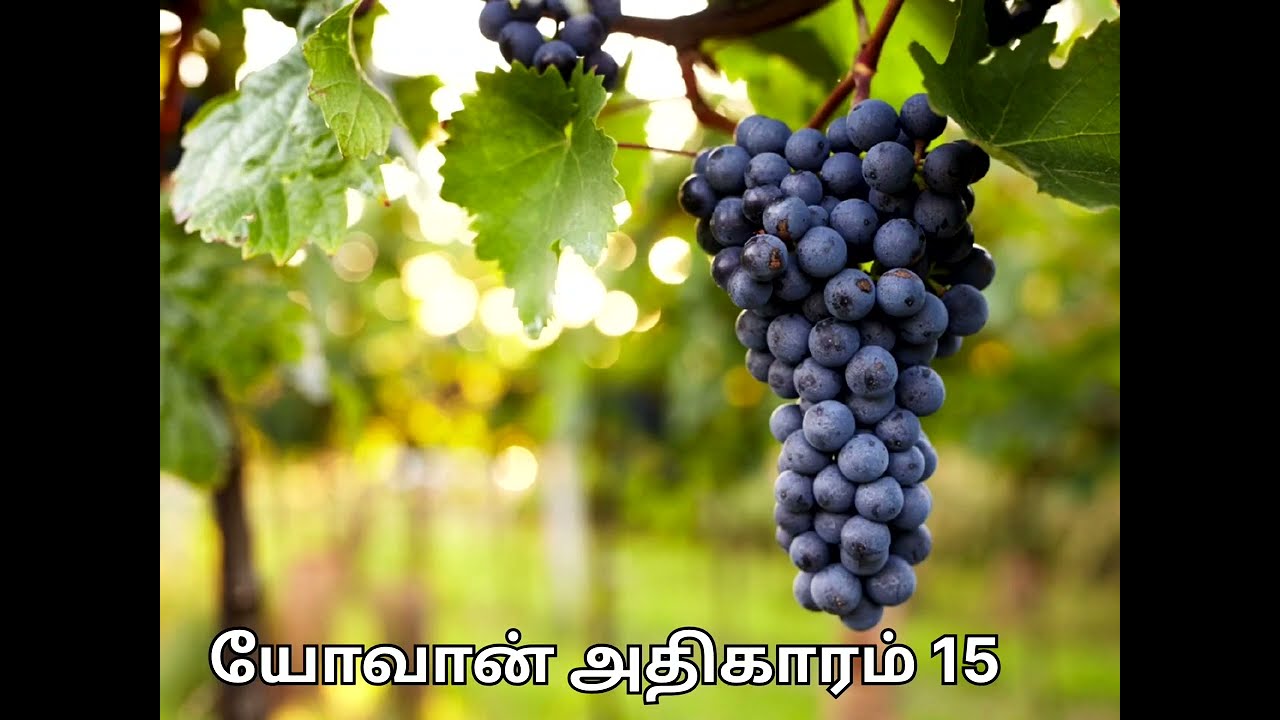 யோவான் 15ம் அதிகாரம் 