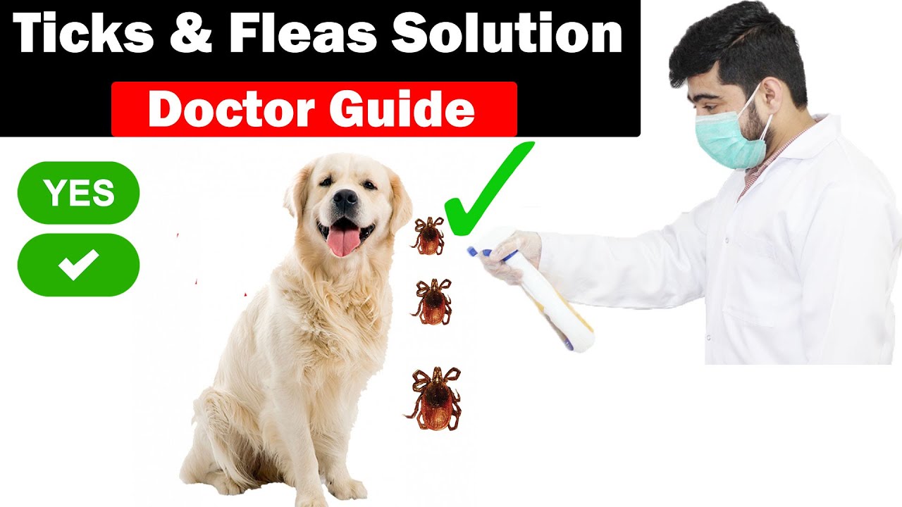 Safety Tips - Tick & Fleas Spray on Pets || Best Spray? || Precautions | Side effects || Vet Furqan