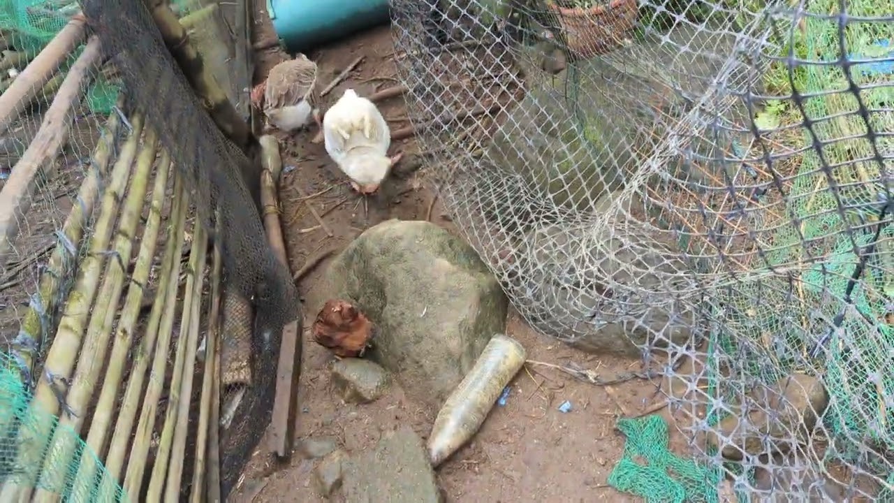 #backyardfarming update sa ating mga bagong heritage chicken at gansa