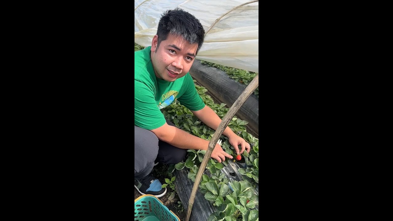 STRAWBERRY AT UBE JAM NI MAMA