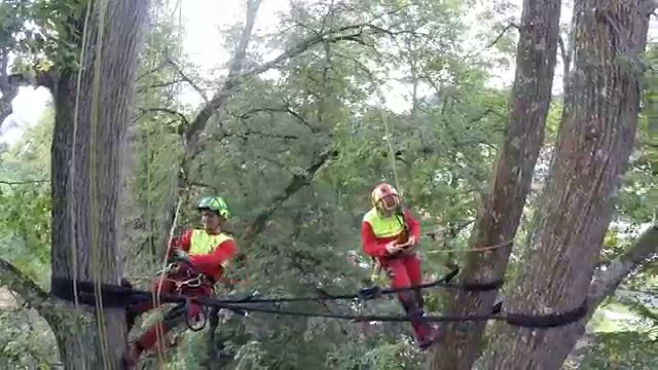 BAM1 - R&ouml;sslerpark Einbau Kronensicherung