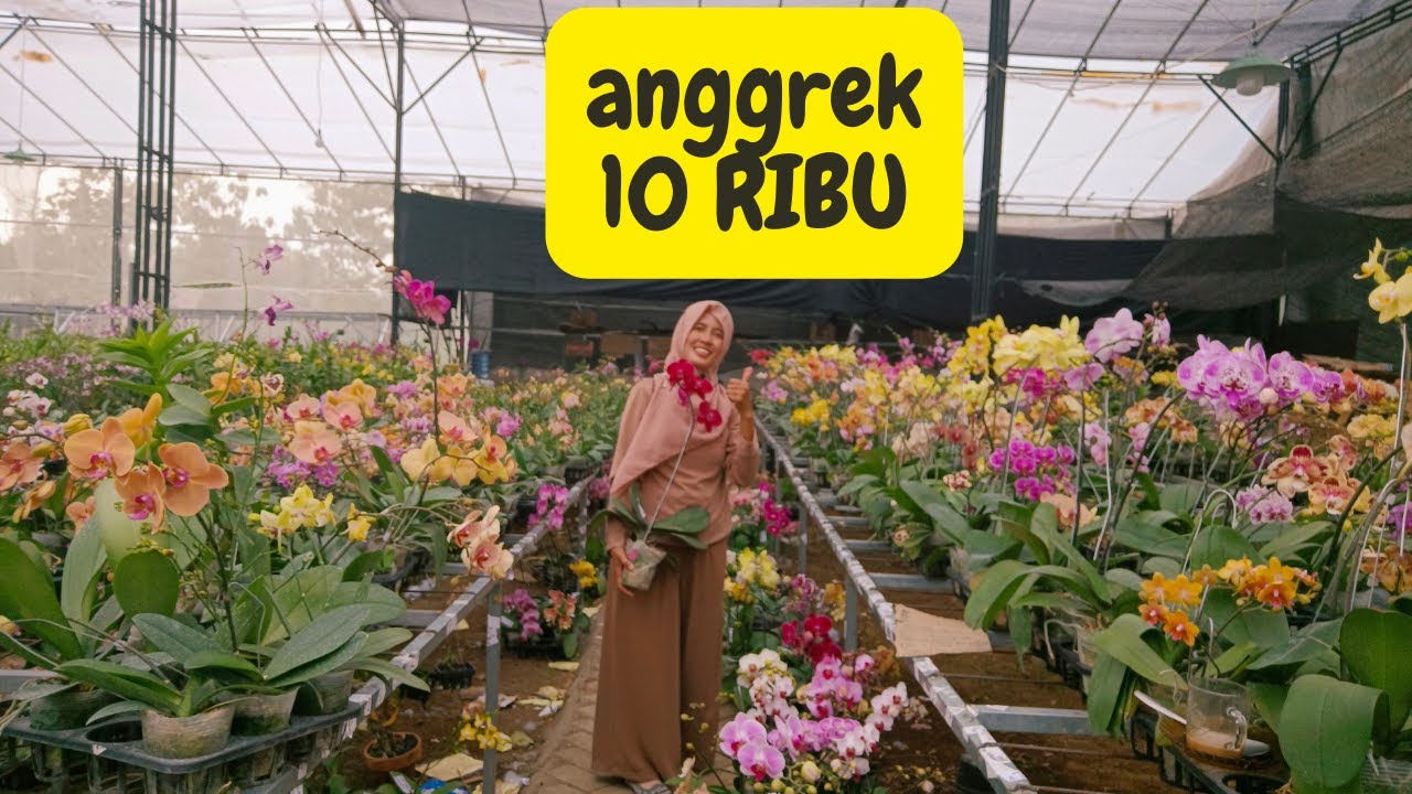 Wow...35 Ribu Sdh Dpt Anggrek Berbunga Cantik. Ready Juga Harga 10 ribuan dan Promo Harga Bundling