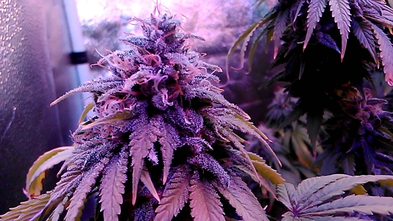fox farm ocean forest grow 2017