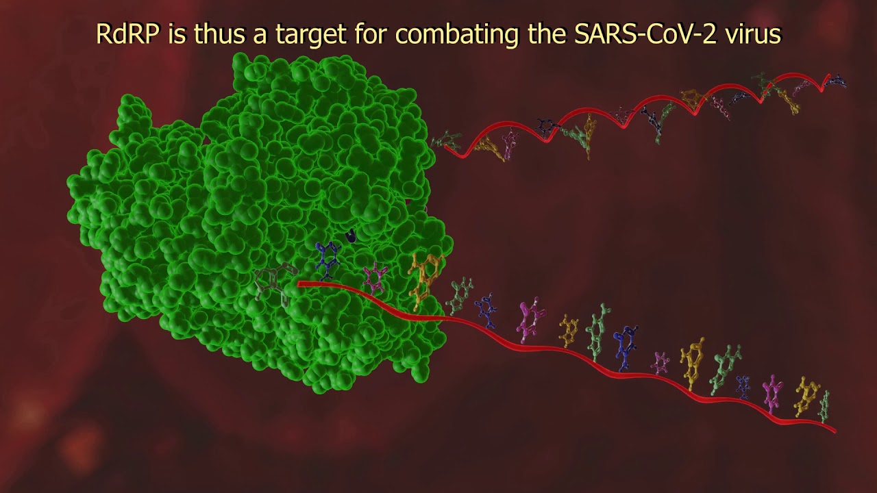 COVID-19 treatment - targeting RNA-dependent RNA-polymerase enzyme (how does Remdesivir work?)