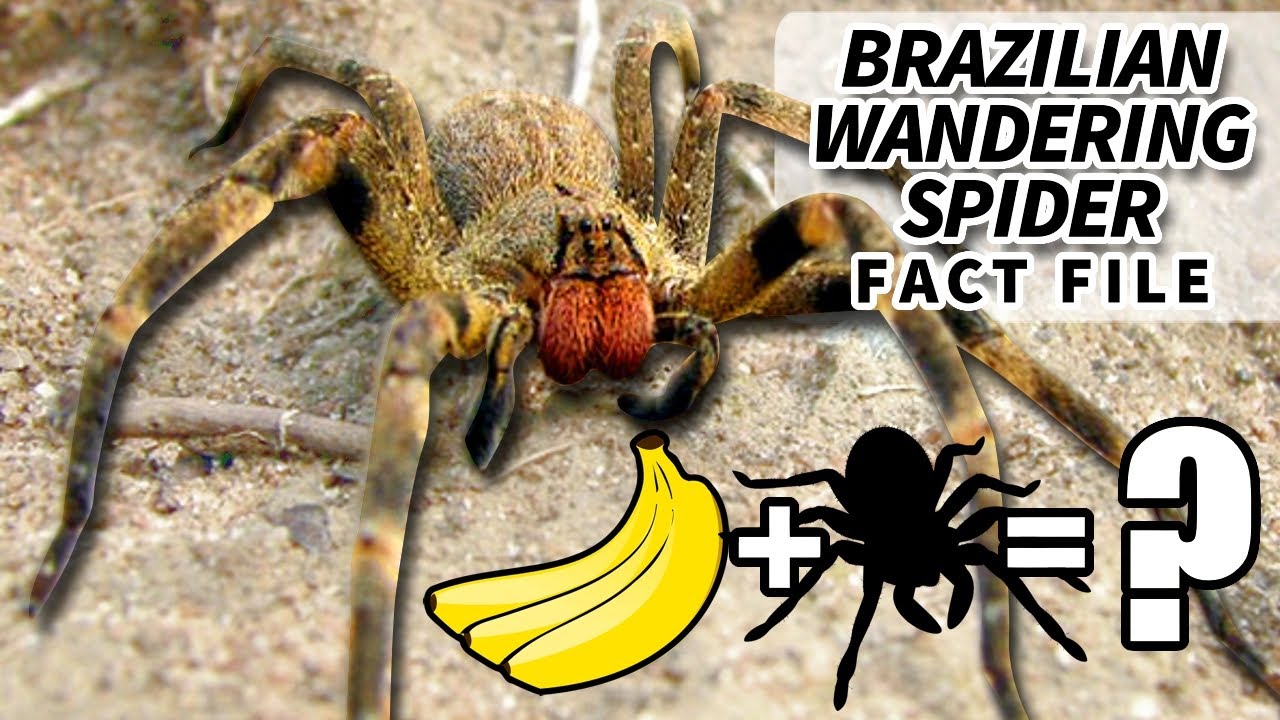 Brazilian Wandering Spider Facts: the BANANA SPIDER  🍌🕷️ Animal Fact Files