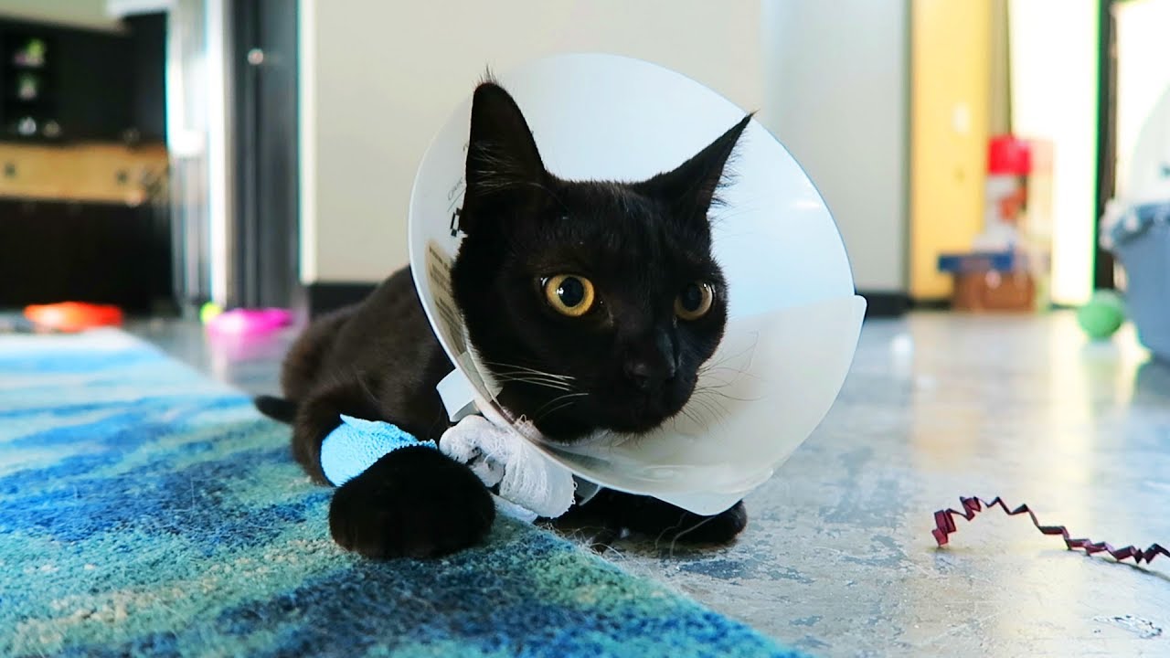 Kitten Gets Spayed 🤒