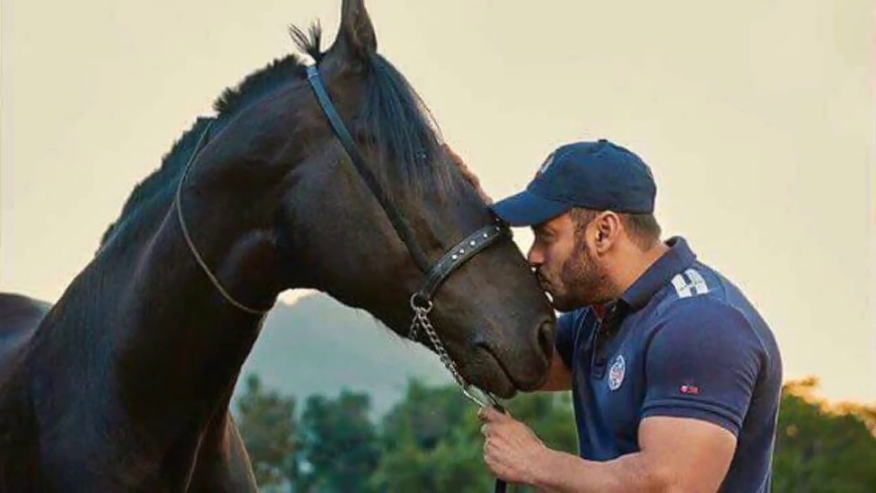 ये है बॉलीवुड एक्टर सलमान खान के सबसे महंगे मारवाड़ी घोड़े !! Top Marwari Stallion at Salman khan Farm