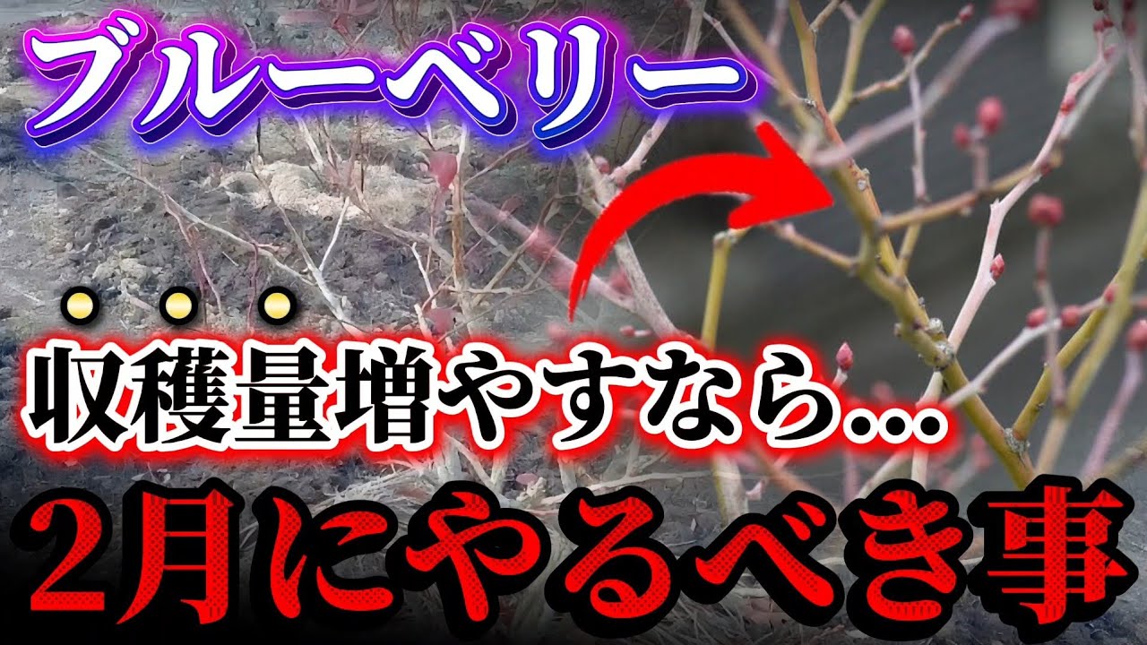 【ブルーベリー】2月行う収量増やすためにやるべき作業はコレです！！