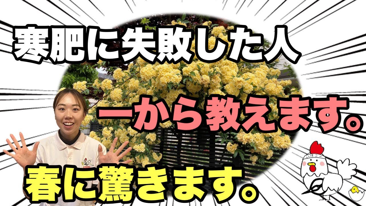 【今が最終！！】【寒肥①】寒肥をなぜやるか？やり方迄一から説明します！