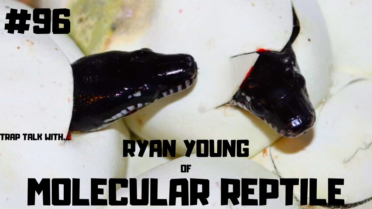 #96 RYAN YOUNG OF MOLECULAR REPTILE | EXOTIC SNAKE BREEDER | TRAP TALK WITH MJ PODCAST