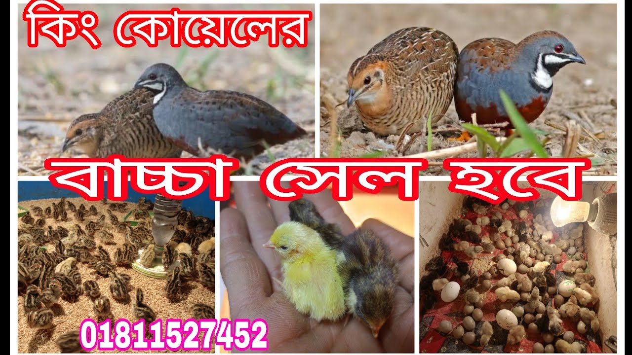 কিং কোয়েলের বাচ্চা সেল হবে 🐥🔥 | জিরো এজ & সুস্থ বাচ্চা