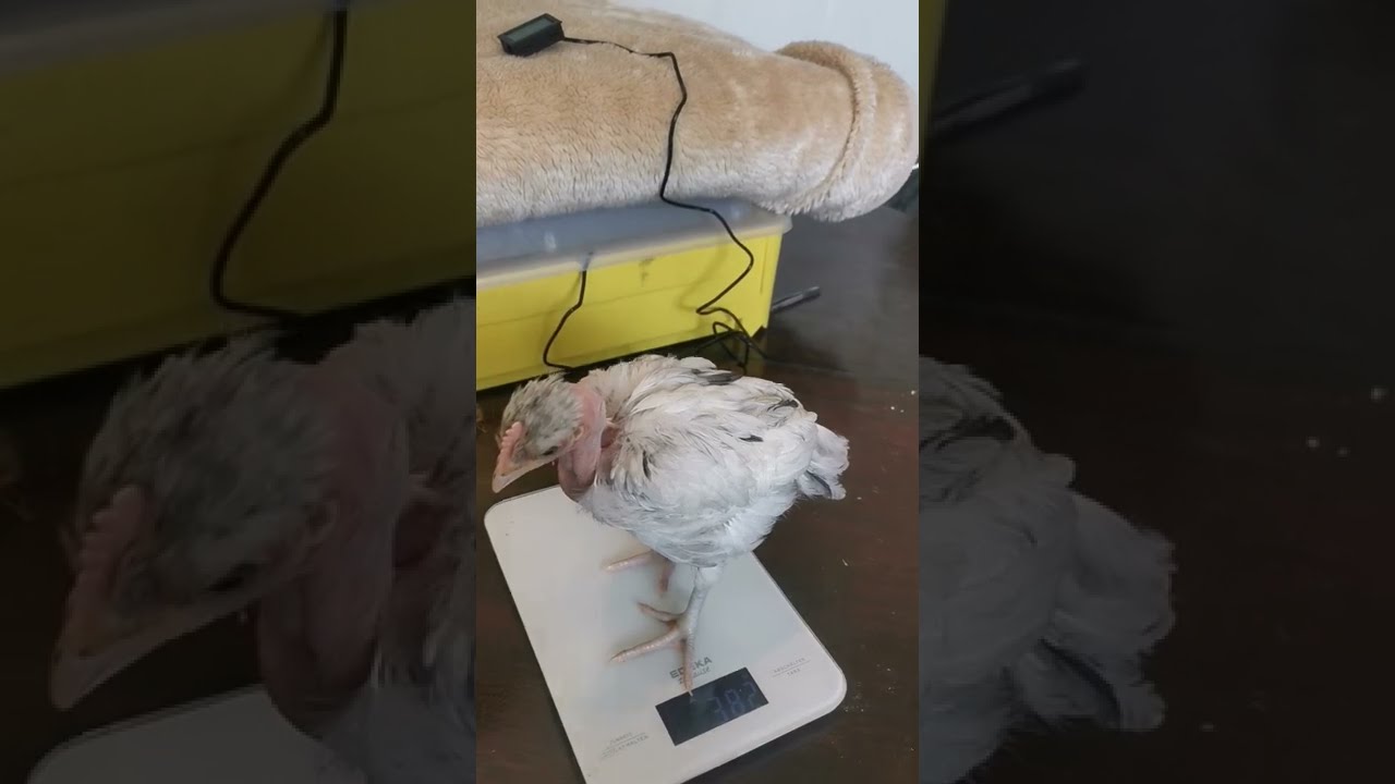 Nackthals-K&uuml;ken vier Wochen alt ! Auf der Waage !