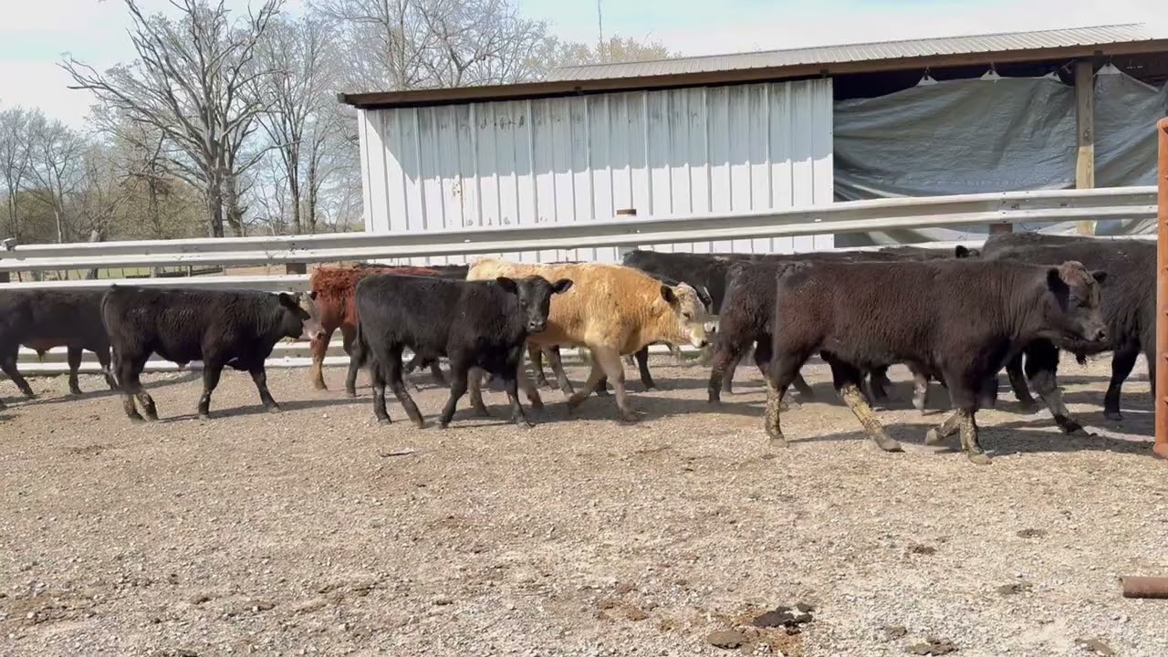 #1 bulls and steers @599. 29 Lbs. Cost as quoted. Call or text615-606-6216 #okbeef #oklahomafarmlife