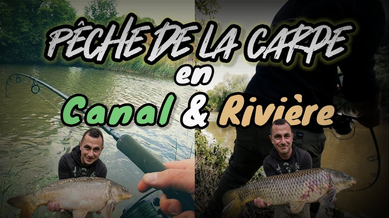 Pêche de la carpe en canal et en rivière